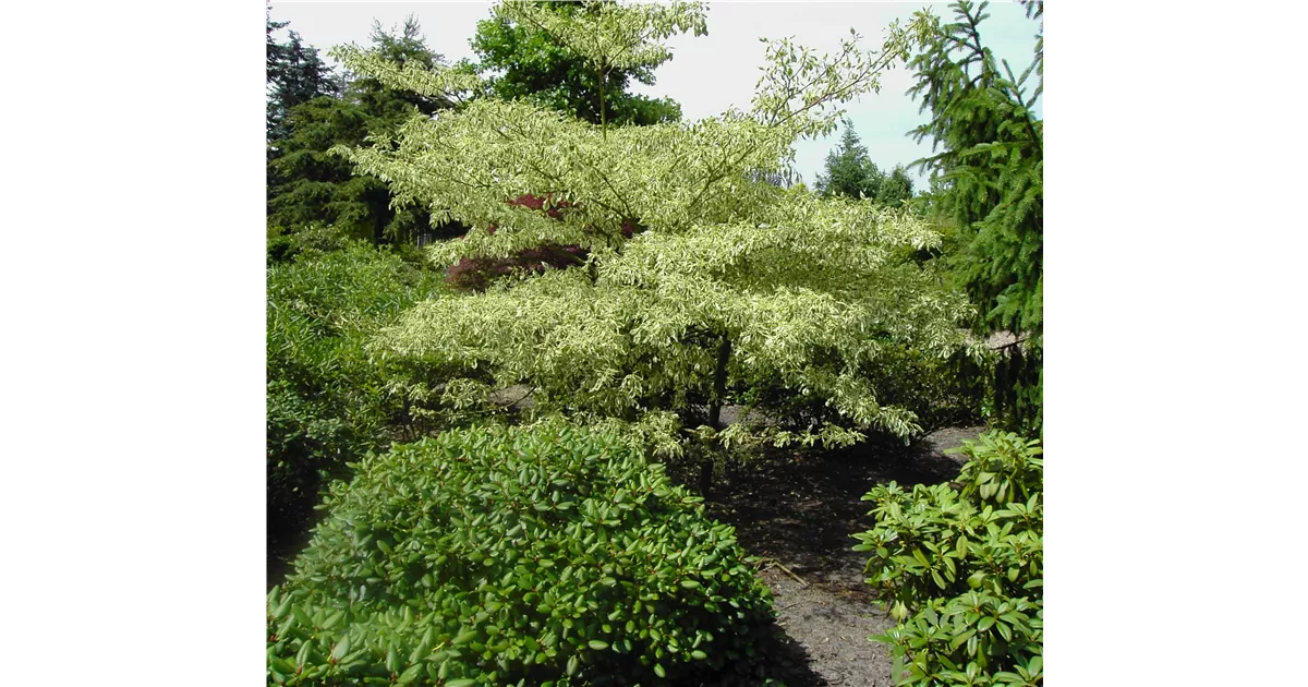 Cornus controversa 'Variegata', Hoher Weibunter Etagen-Hartriegel -  Baumschule Bhlje