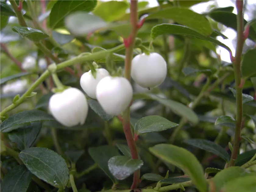 Қысқа порно мультфильмдерді көру