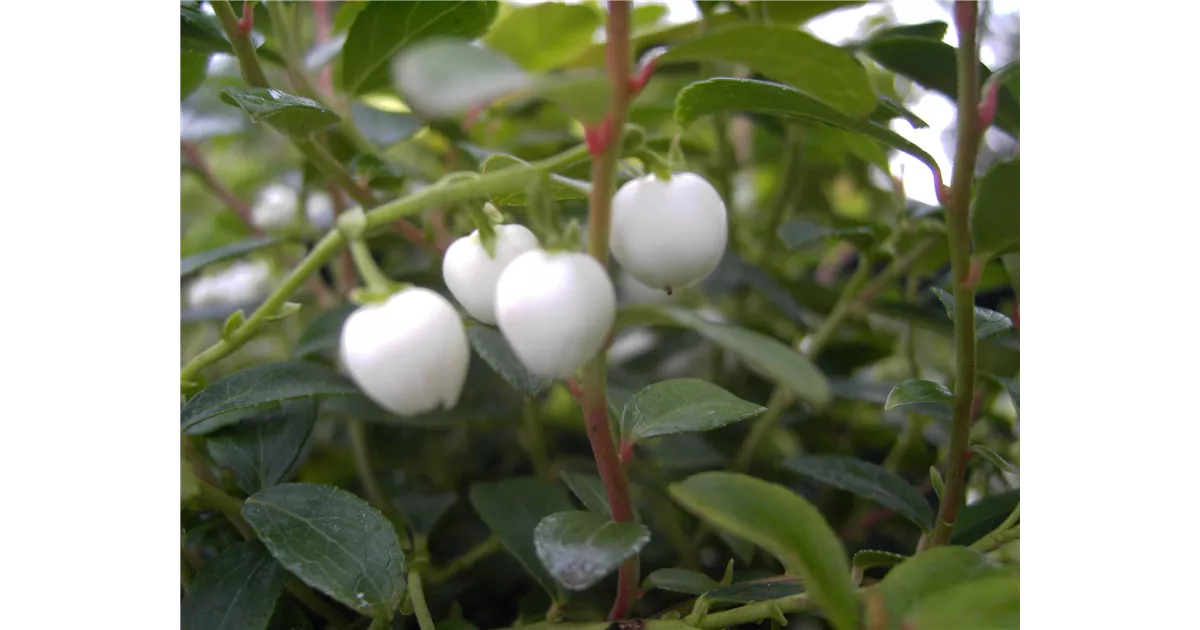 Пенисіңізді іш киіміңізге қалай салуға болады