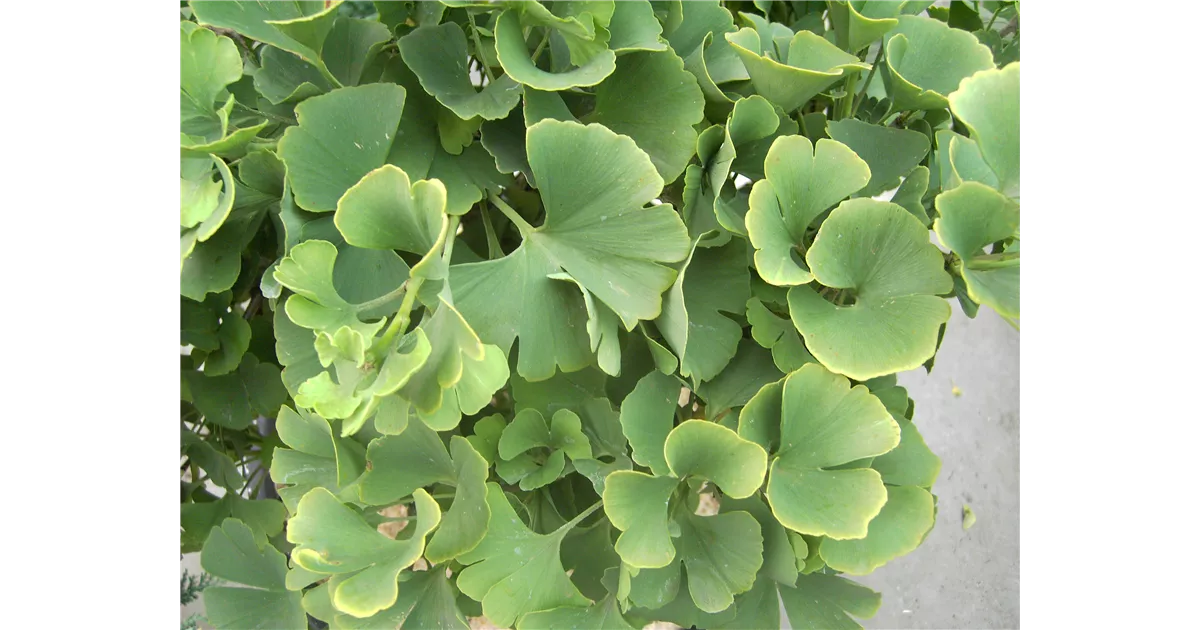 12,5 MB porno yuklab olish