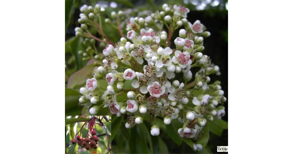 Photinia davidiana, Funkenblatt - Baumschule Bhlje