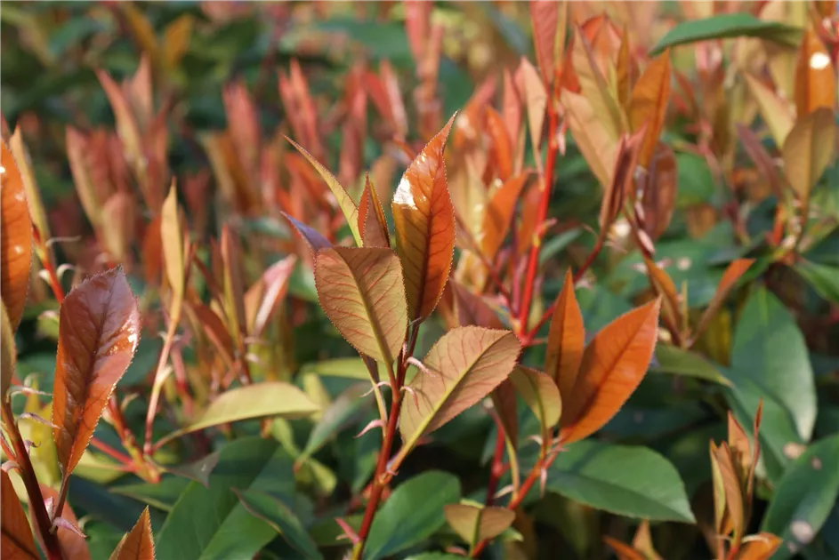 Photinia fraseri 'Red Robin', Glanzmispel 'Red Robin' - Baumschule Bhlje