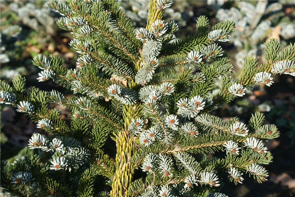 Picea jezoensis, Fichte 'jezoensis' - Baumschule Bhlje