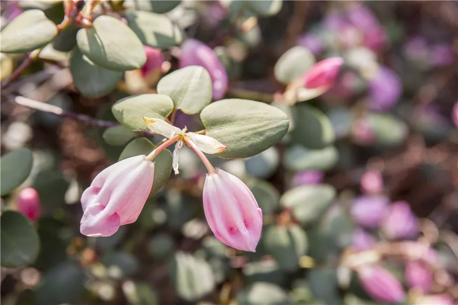 Rhododendron williamsianum (Wildart) II