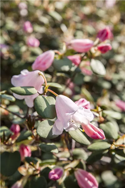 Rhododendron williamsianum (Wildart) II, Rhododendron williamsianum  (Wildart) - Baumschule Bhlje