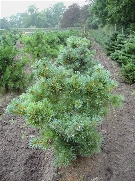 betten aus bambus Bambus Winterbettdecke 135x200 ➤ warm & atmungsaktiv main image 1