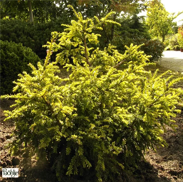 Taxus baccata 'Adpressa Aurea', Goldeibe 'Adpressa' - Baumschule Bhlje