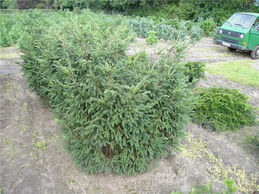 rhododendron picobello Sapporo
