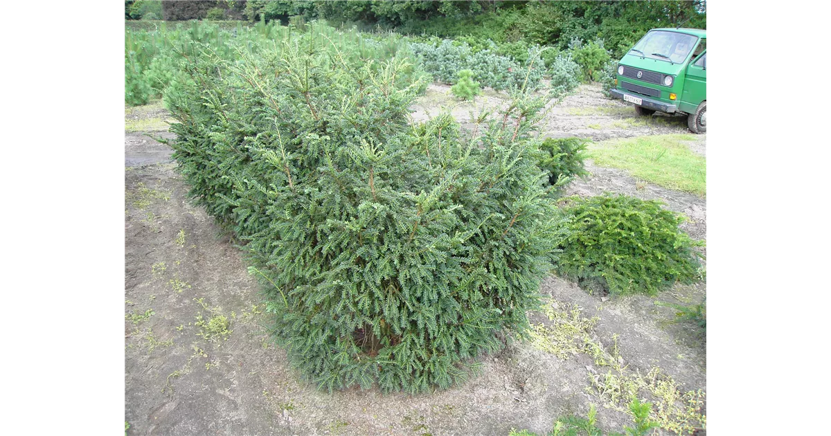 beste dnger fr zimmerpflanzen Purgrn Zimmerpflanzen-Dnger 1 Liter