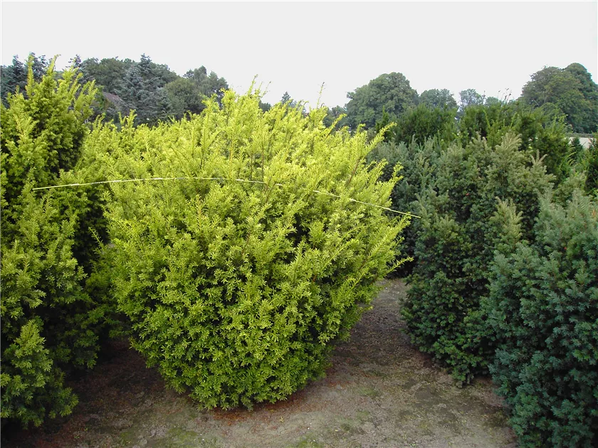 Taxus baccata 'Aurea', Gelbe Eibe - Baumschule Bhlje