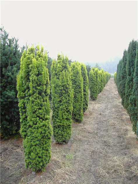 Taxus baccata 'Fastigiata Aureomarginata'