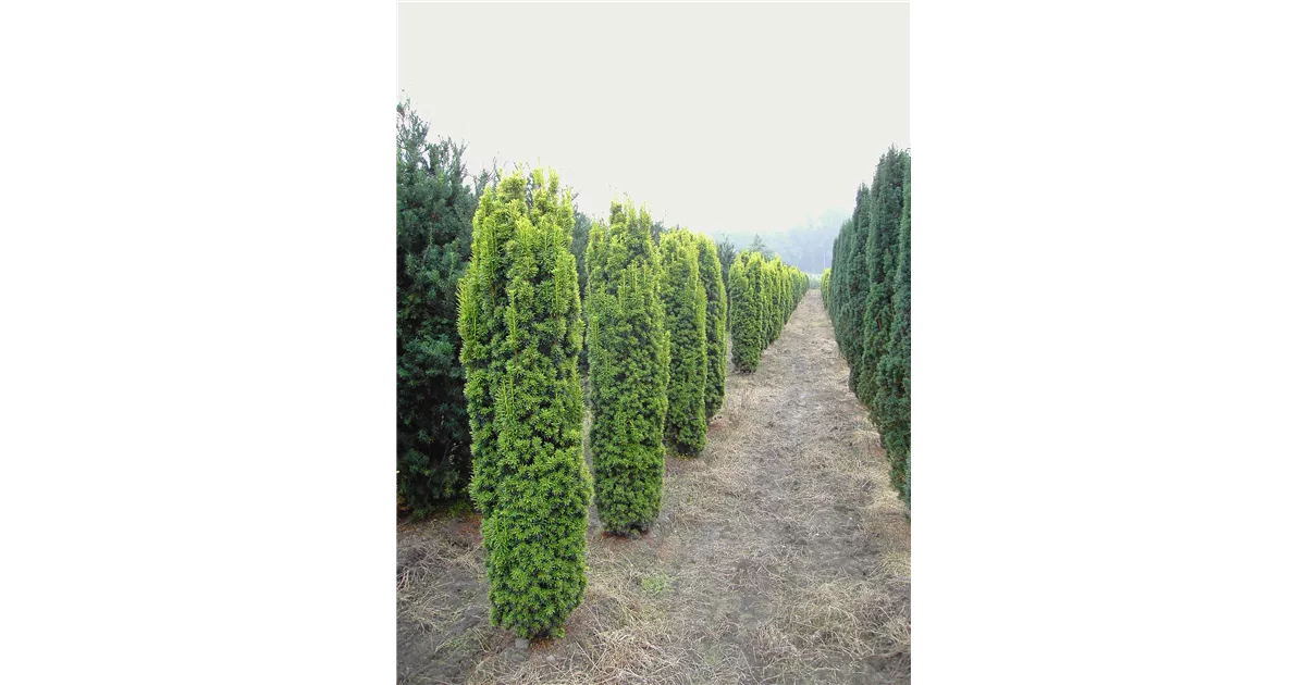 Taxus baccata 'Fastigiata Aureomarginata', Gelbe Suleneibe - Baumschule  Bhlje