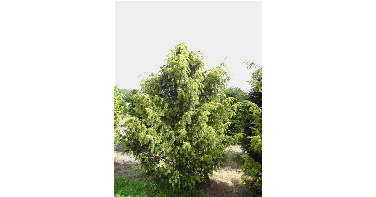 Taxus baccata 'Dovastonii Aurea', Gelbe Adlerschwingen-Eibe - Baumschule  Bhlje