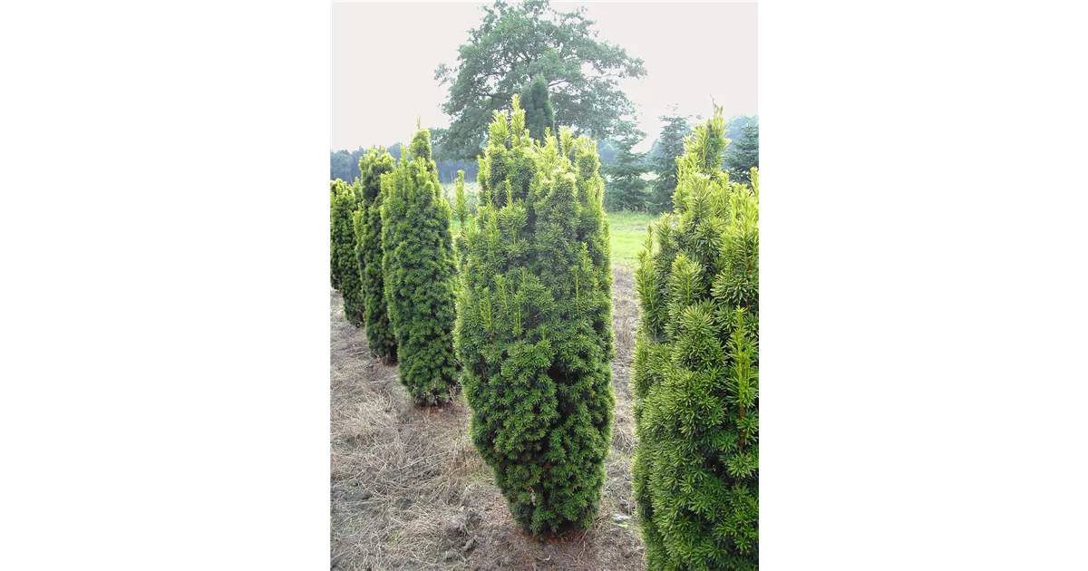 Taxus baccata 'Fastigiata Aurea', Gold-Suleneibe - Baumschule Bhlje