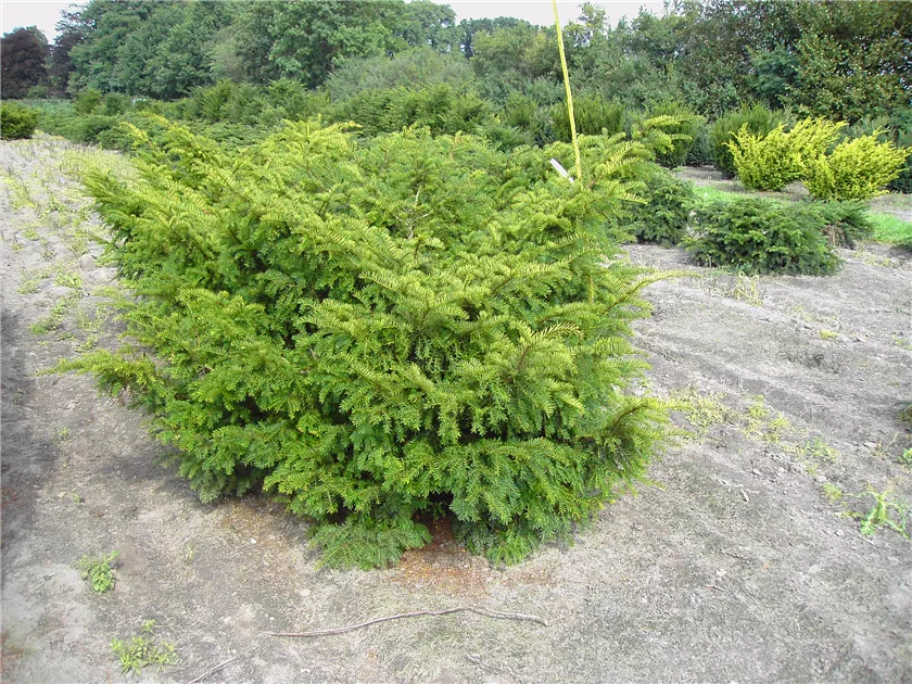 Taxus baccata 'Nissens Corona'