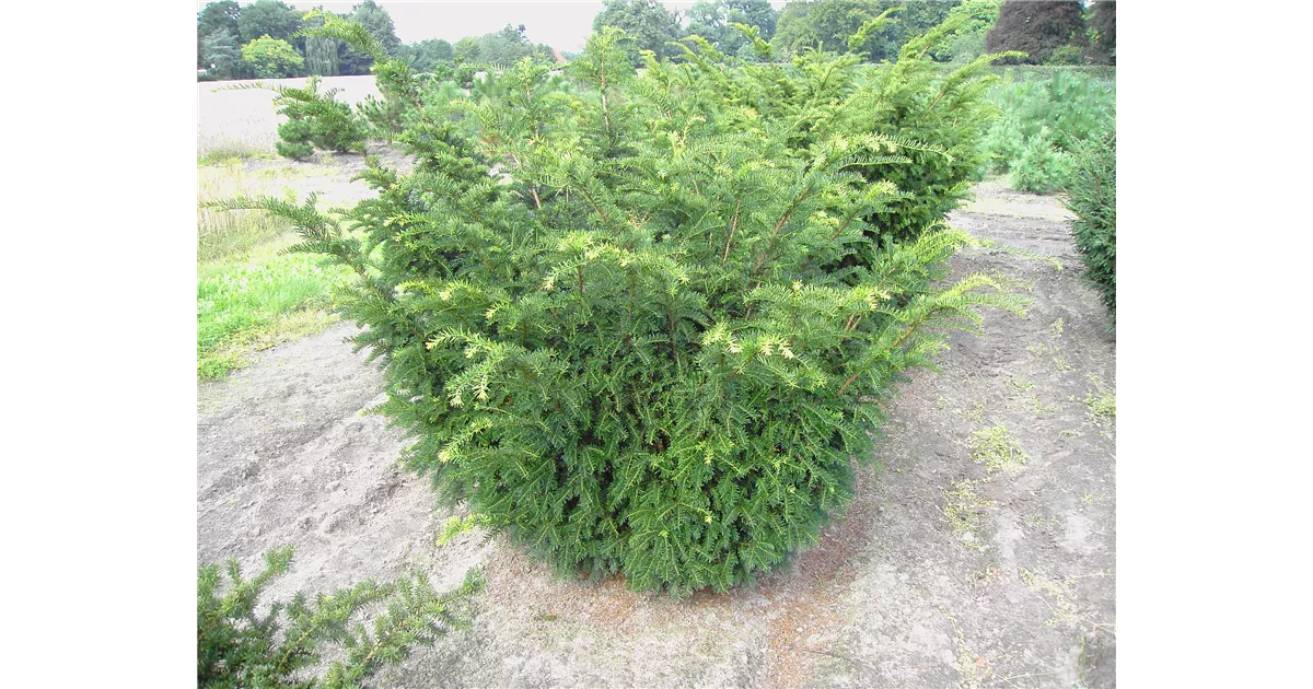 thuja brabant samen Lebensbaum Samen kaufen  Thuja Forst-Saatgut fr Hecken