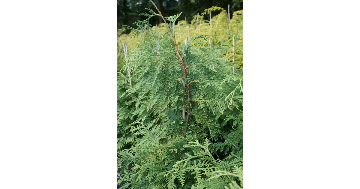 Thuja koraiensis, Korea-Lebensbaum - Baumschule Bhlje