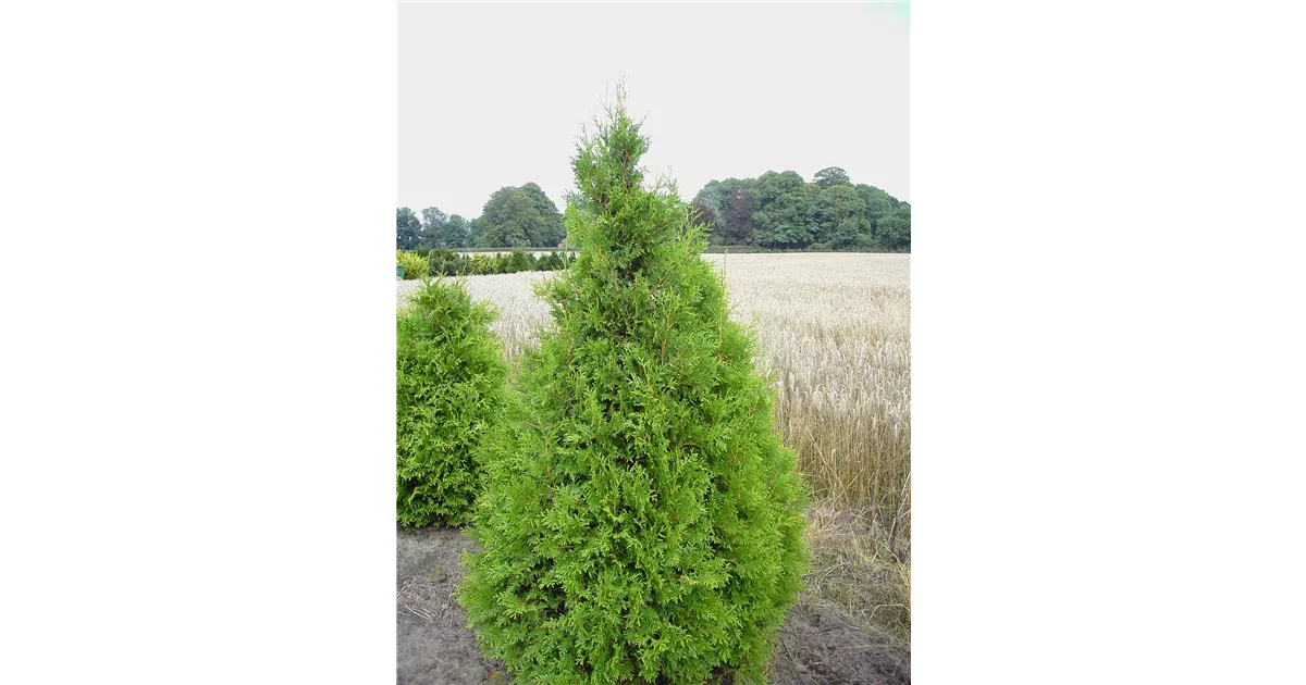 übertöpfe für zimmerpflanzen Übertopf aus Rattan main image 0
