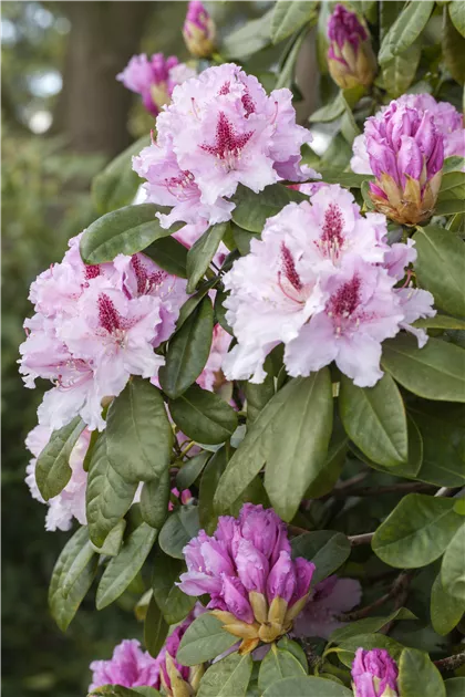 Rhododendron Hybr.'Le Progres', Synonym - Baumschule Bhlje