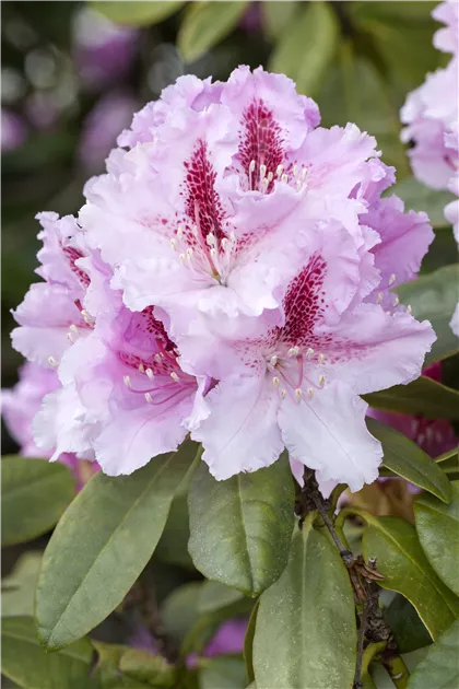 Rhododendron Hybr.'Le Progres', Synonym - Baumschule Bhlje