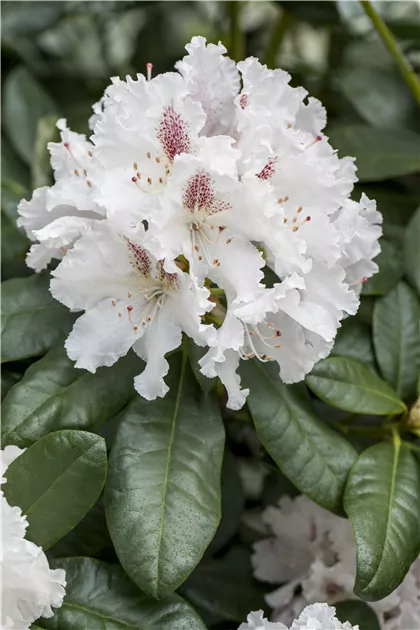 Rhododendron Hybr.'Progres' II, Rhododendron-Hybride 'Progres' - Baumschule  Bhlje