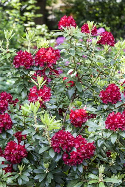 Rhododendron Hybr.'Sammetglut' II, Rhododendron-Hybride 'Sammetglut' -  Baumschule Bhlje