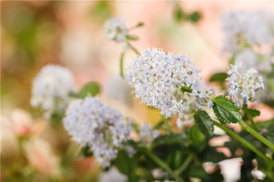 Ceanothus thyrsifl.repens, Immergrne Sckelblume repens - Baumschule Bhlje