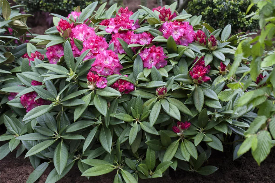 Rhododendron Hybr.'Berliner Liebe' IV, Rhododendron-Hybride 'Berliner  Liebe' - Baumschule Bhlje