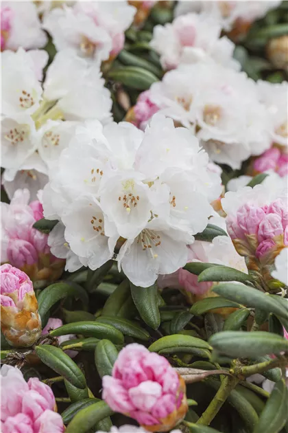Rhododendron yak.'FCC Form' II, Synonym - Baumschule Bhlje