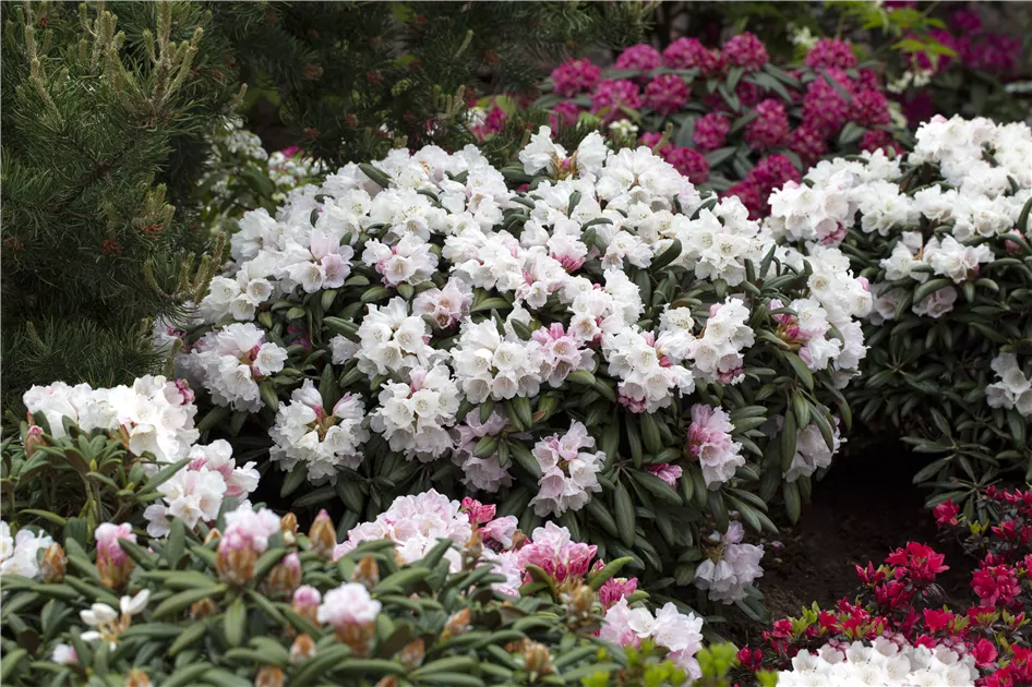 Rhododendron yak.'FCC Form' II, Synonym - Baumschule Bhlje