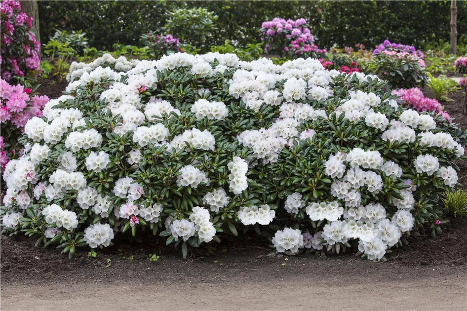 Rhododendron yak.'FCC Form' II, Synonym - Baumschule Bhlje
