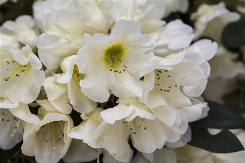 Rhododendron yak.'Golden Melodie' I