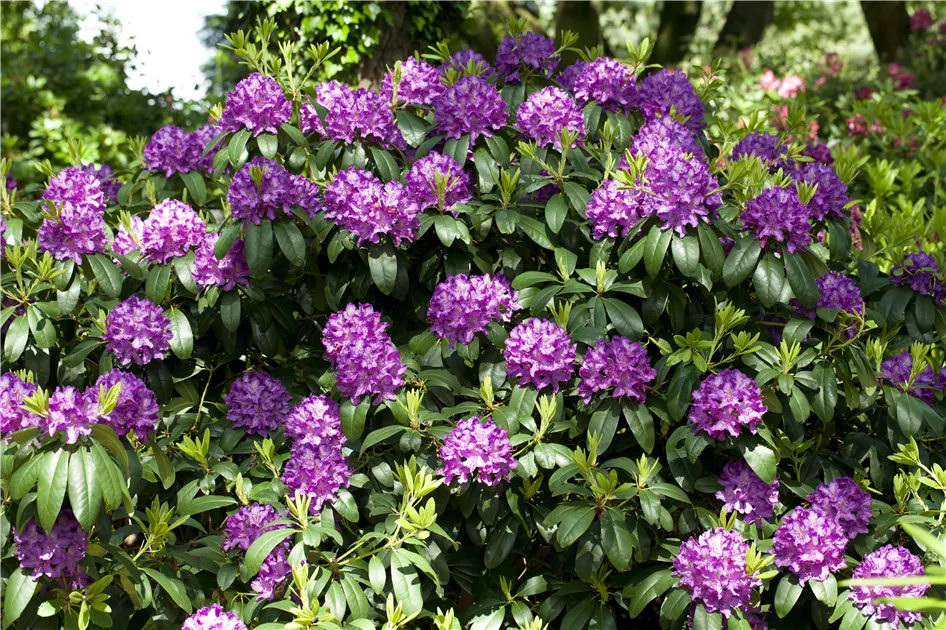 Rhododendron Hybr.'Catawb. Grandiflorum' I, Rhododendron-Hybride  'Catawb.Grandiflorum' - Baumschule Bhlje