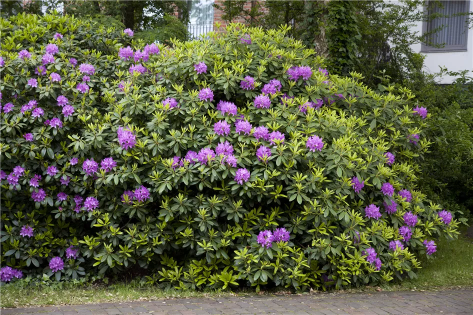 Rhododendron Hybr.'Catawb. Grandiflorum' I, Rhododendron-Hybride  'Catawb.Grandiflorum' - Baumschule Bhlje