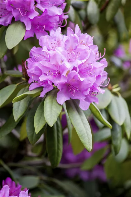 Rhododendron Hybr.'Catawb. Grandiflorum' I, Rhododendron-Hybride  'Catawb.Grandiflorum' - Baumschule Bhlje