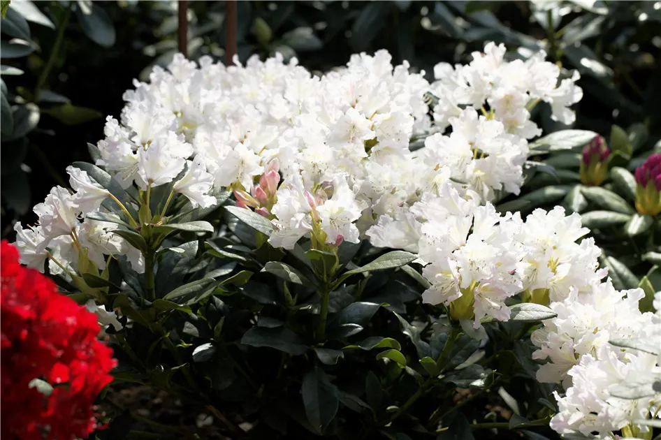 Rhododendron Hybr.'Cunningham's White' I, Rhododendron-Hybride  'Cunningham's White' - Baumschule Bhlje
