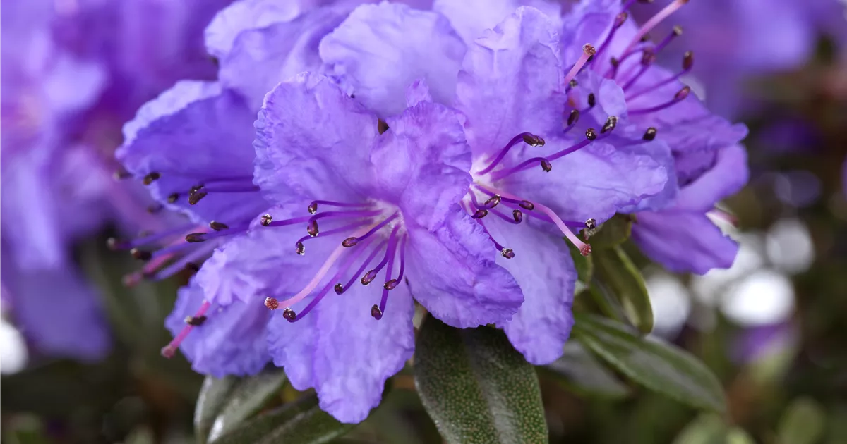 Rhododendron impeditum 'Saint Merryn' I, Kleinblttr.Rhododendron 'Saint  Merryn' - Baumschule Bhlje