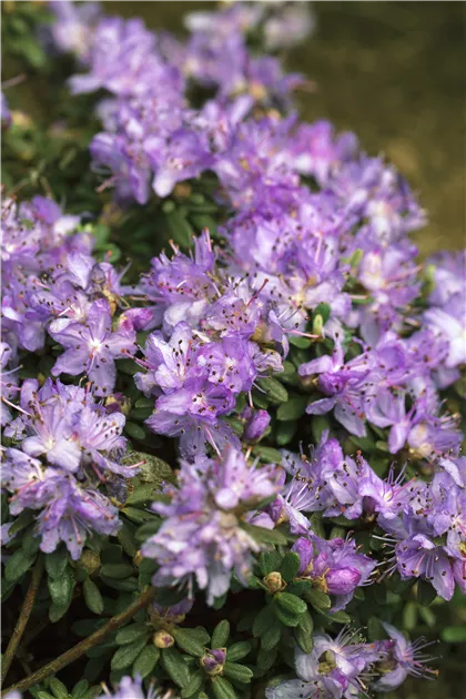 Rhododendron impeditum 'Blue Diamond' II, Kleinblttr.Rhododendron 'Blue  Diamond' - Baumschule Bhlje