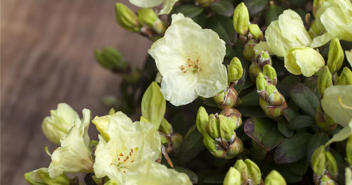 Rhododendron ludlowii 'Wren' - Baumschule Bhlje