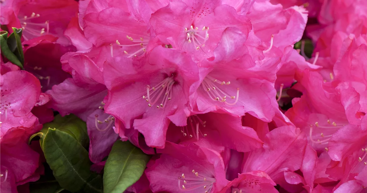 Rhododendron makinoi 'Diamant' II, Rhododendron makinoi 'Diamant' -  Baumschule Bhlje