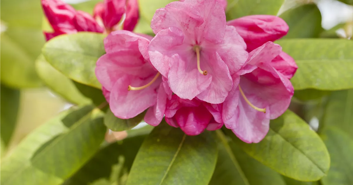 Rhododendron williams.'Rosa Wunder' I, Williams.-Rhododendron 'Rosa Wunder'  - Baumschule Bhlje