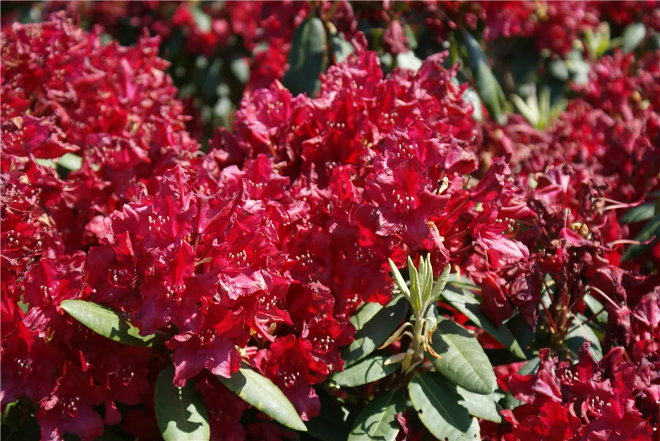 Rhododendron Hybr.'Nova Zembla' II, Rhododendron-Hybride 'Nova Zembla' -  Baumschule Bhlje