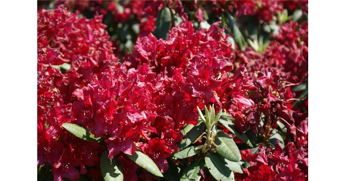 Rhododendron Hybr.'Nova Zembla' II, Rhododendron-Hybride 'Nova Zembla' -  Baumschule Bhlje