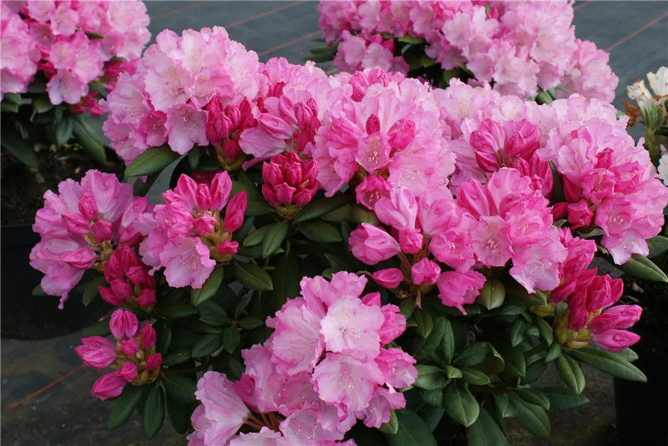 Rhododendron yak.'Polaris' I