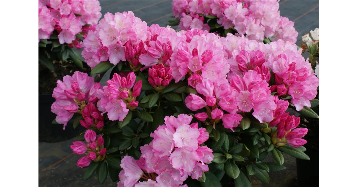 Rhododendron yak.'Polaris' I, Yaku-Rhododendron 'Polaris' - Baumschule  Bhlje