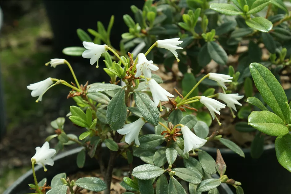 stechpalmen hecke Japanische Stechpalme - Ilex Crenata 'Jenny'