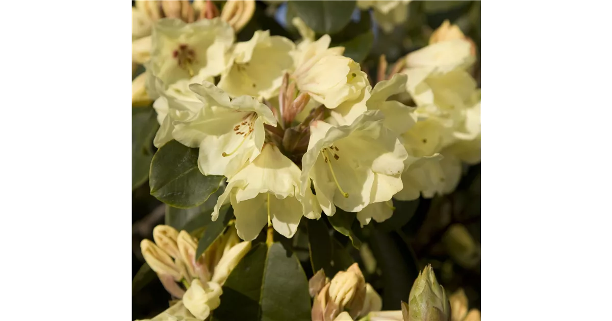 Rhododendron Hybr.'Stadt Westerstede' III, Rhododendron-Hybride 'Stadt  Westerstede' - Baumschule Bhlje
