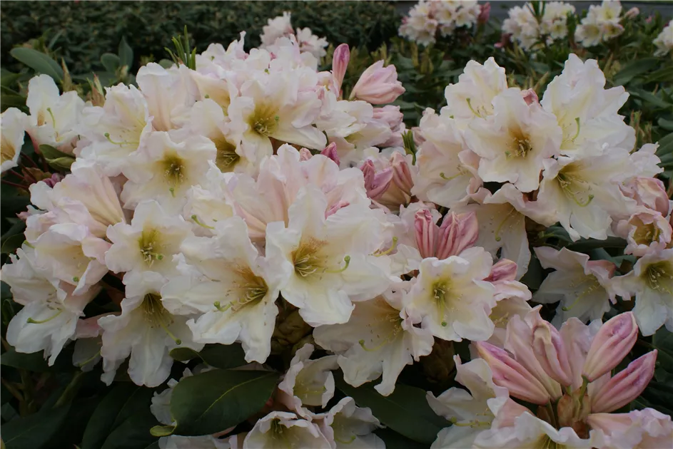 Rhododendron Hybr.'INKARHO-Dufthecke', wei, Rhododendron-Hybr.'INKARHO-Dufthecke',  wei - Baumschule Bhlje