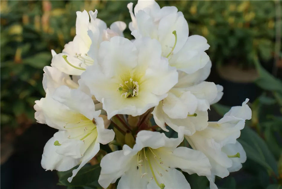 rhododendron bloombux Nursery.ca