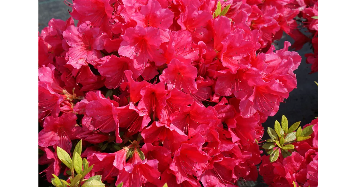 english roseum rhododendron Rhododendron Roseum Elegans 24-27"  Mulder's Nursery LLC